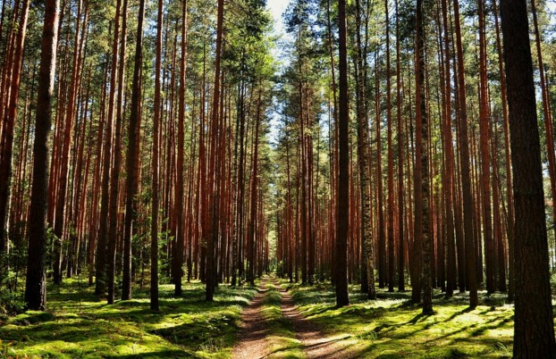 В Краматорске появится сосновый лес
