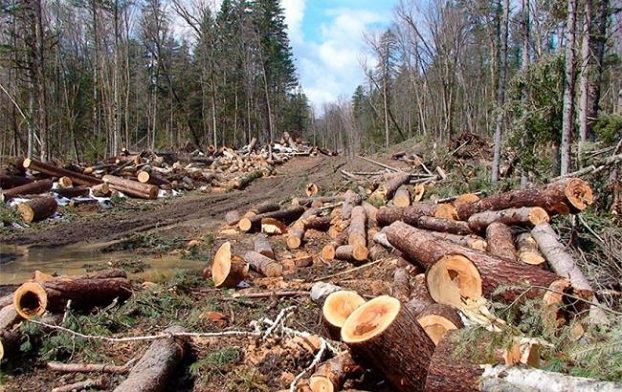 В Славянском районе мужчина вырубил лес на 250 тысяч гривень
