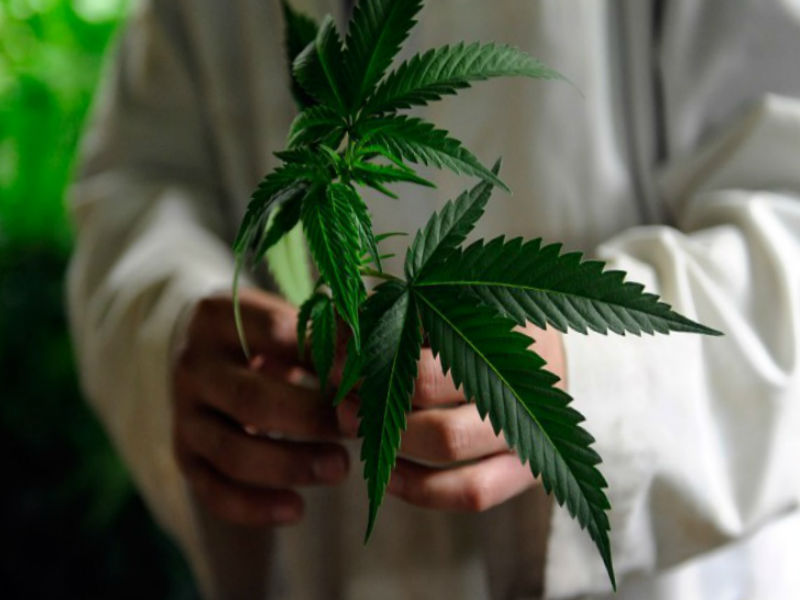 В Канаде вступил в силу закон о легализации марихуаны 