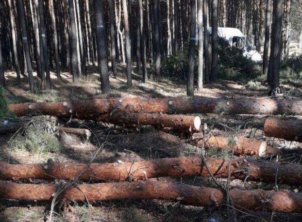 За незаконную вырубку деревьев в Святогорске парня могут посадить на 3 года