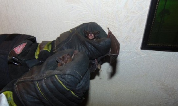 Жительница Рубежного нашла на потолке квартиры гнездо летучих мышей
