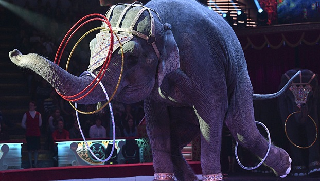 В Киеве запретили передвижные цирки с животными 