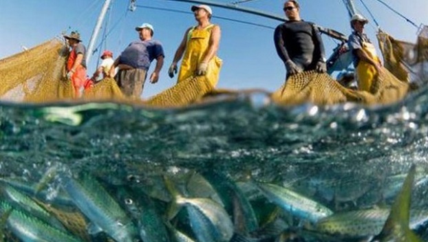 В Украине стали меньше ловить рыбу