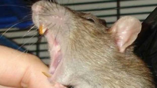ЧП в Мариуполе: крыса искусала маленькую девочку