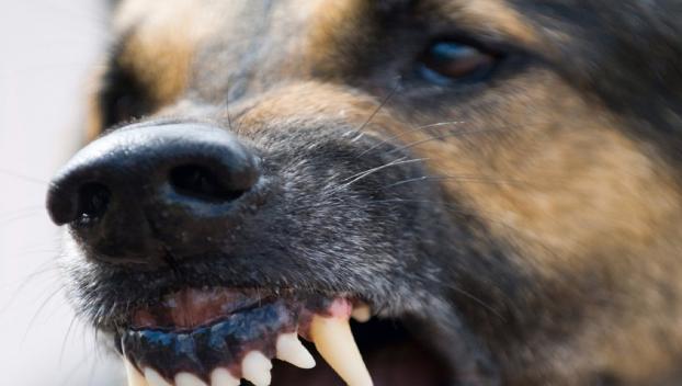 В Мариуполе собака изуродовала лицо семилетней девочки