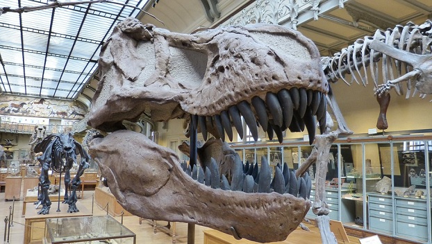 Скелет динозавра был продан за 2 млн евро 