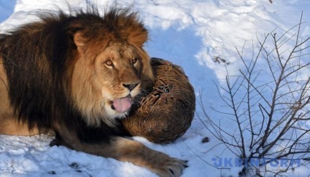 Хищников из покровского зоопарка приютят в Киеве
