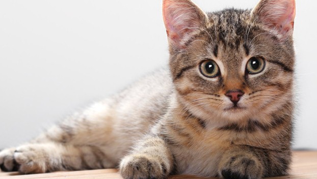 Исследователи доказали, что кошки - сообразительные