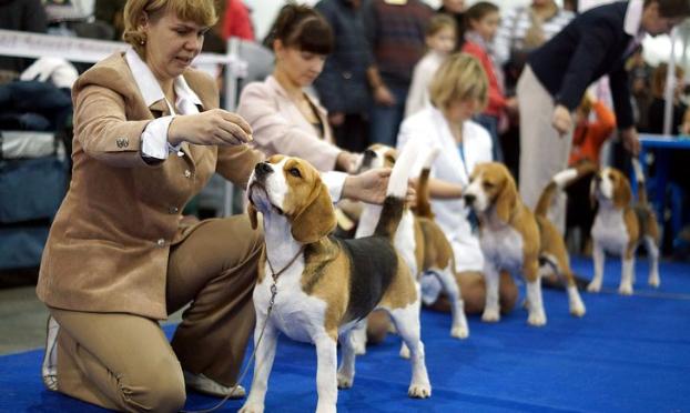 В Мариуполе пройдут всеукраинская и международная выставки собак