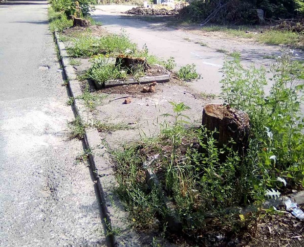 Почему убирают зеленые деревья в Константиновке