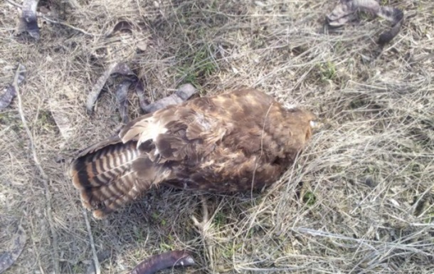 В Запорожской области выявили массовую гибель птиц и животных