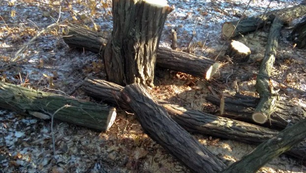 Пенсионер из Добропольского района может поплатиться тремя годами свободы за 9 срубленных деревьев