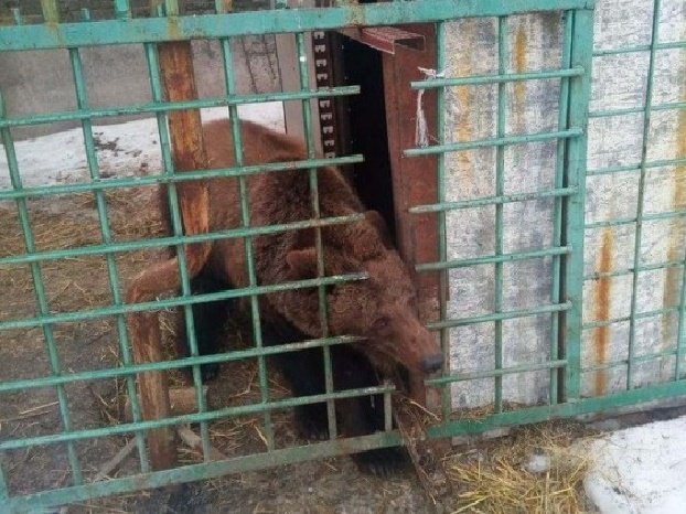 Из скандального приюта в Покровске забрали последних медведей