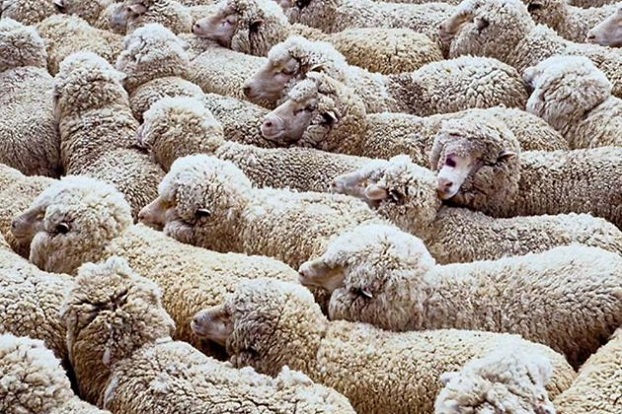 В Азербайджане автомобиль врезался в стадо овец