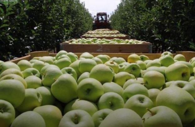 В 2018 году Украина побила свой рекорд по экспорту яблок