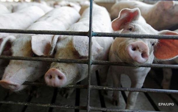 В Украине зарегистрировано около 100 вспышек чумы свиней