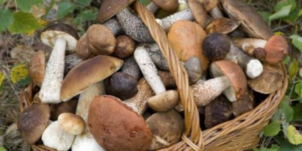 В Минздраве рассказали, какие грибы есть не стоит и почему