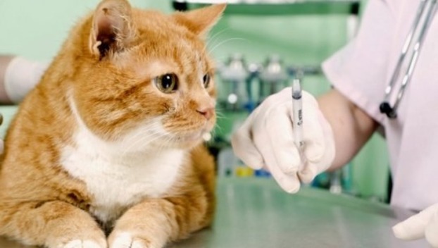 В Мирнограде бесплатно вакцинируют домашних животных