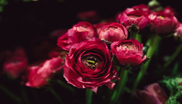 Как правильно выбрать розы Дэвида Остина? 