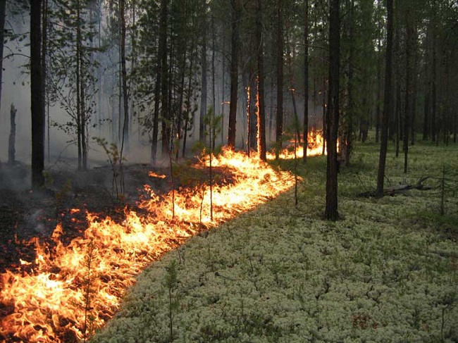 В Украине объявлен чрезвычайный уровень пожароопасности 