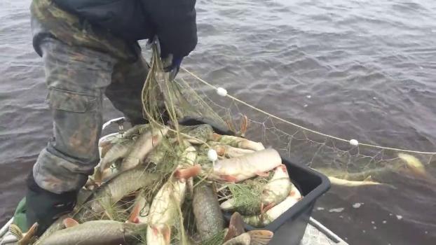 За март браконьеры Мариуполя выловили рыбы на 250 тысяч гривень