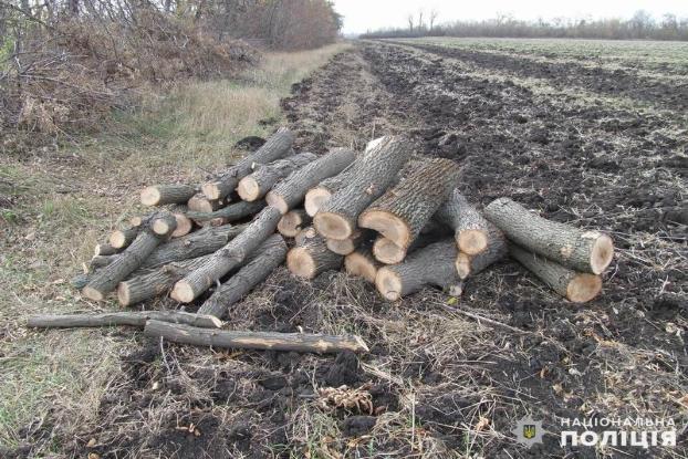 Краматорчане в Славянском районе незаконно рубили лес