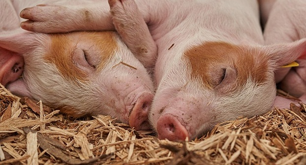 В Рубежном на свалке обнаружены трупы свиней, зараженных африканской чумой