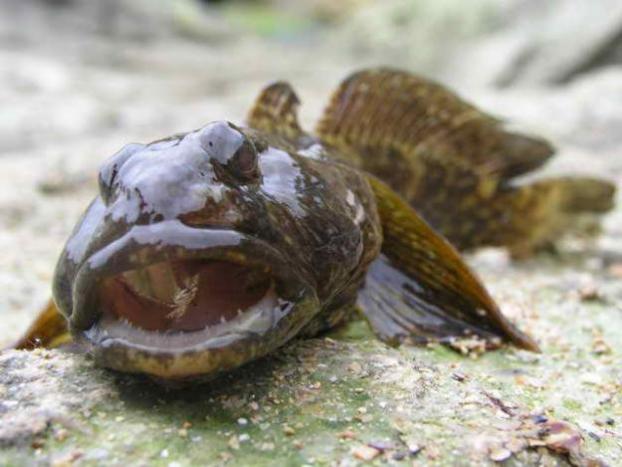 В рыбе, погибшей от замора в Мариуполе, обнаружили превышение содержания тяжелых металлов