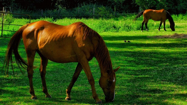 В селе под Харьковом нашли мертвую девочку, привязанную к лошади