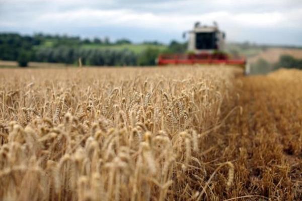 Украинский аграрный экспорт в ЕС превысил 4 млрд долларов