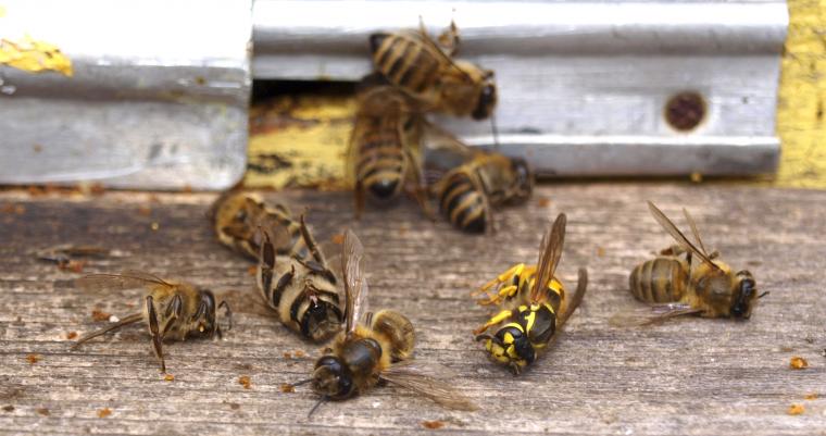 Новый яд убивает пчел в Украине и опасен для людей?