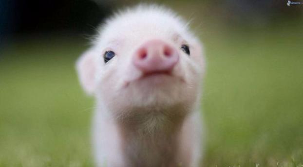 Украина может получить помощь от Европы для борьбы с чумой свиней