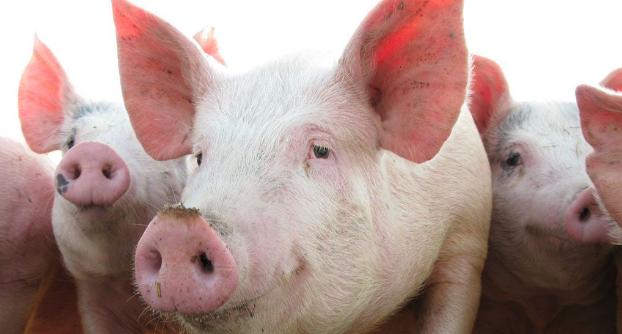 Краматорские пограничники задержали 26 свиней-«нелегалов»