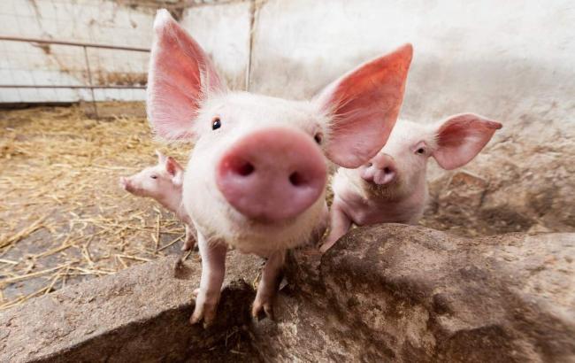 Африканская чума свиней: в Одесской области объявлен карантин