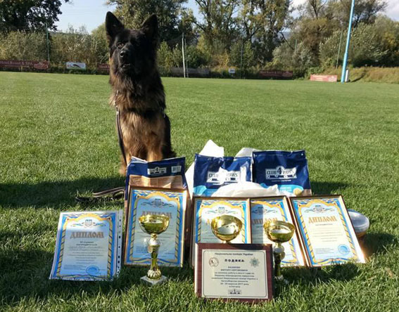 Полицейский пес Туман завоевал три кубка на чемпионате по многоборью кинологов