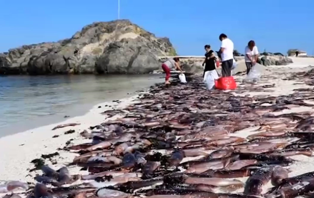 Тысячи мертвых каракатиц засыпали пляж в Чили