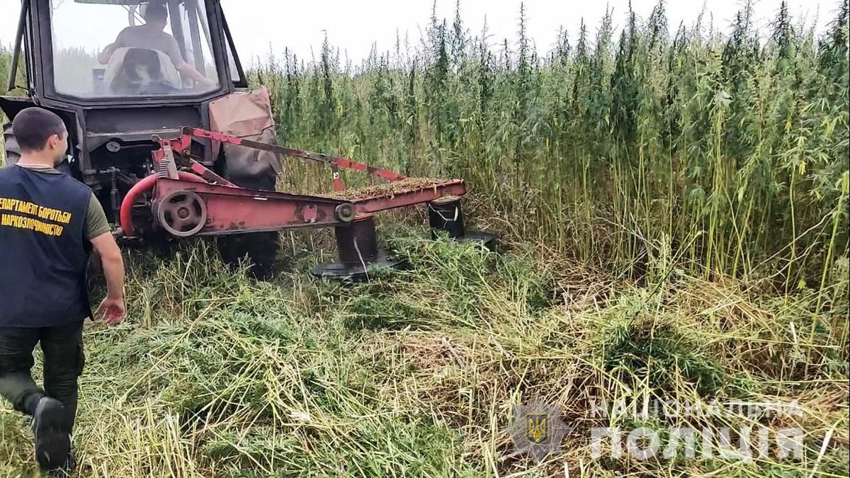 15 гектаров конопли обнаружили полицейские вблизи Константиновки