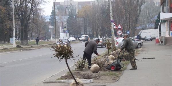 В Славянске вновь решили посадить канадские клены
