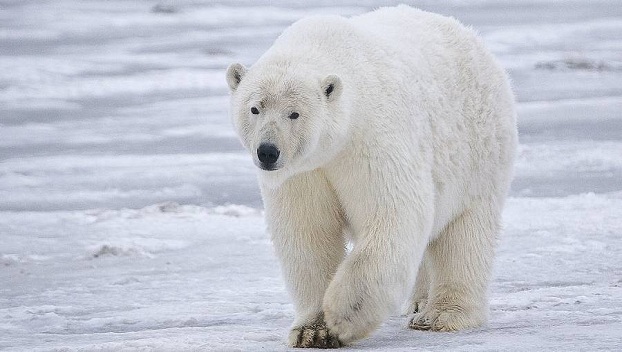 Нашествие белых медведей в России: объявлен режим ЧС