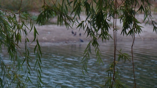 В Курахово на одном из водных источников нашли утонувшую женщину