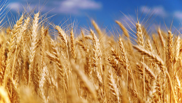 Покровский район стал третьим в области по урожаю зерновых