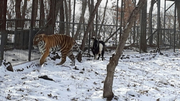 Жизнь животных: Козел Тимур выгнал друга-тигра из убежища