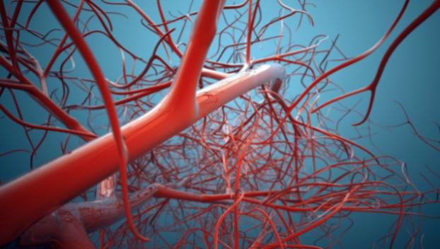 Ученым впервые удалось вырастить кровеносные сосуды человека