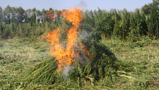 В Константиновском районе полицейские уничтожили гектар конопли