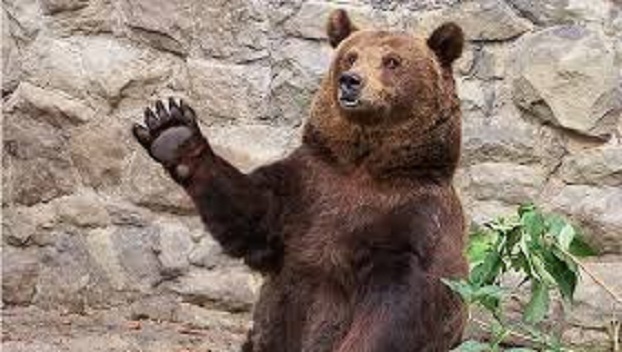 В зоопарке Мариуполя медведь расправился с камерой видеонаблюдения 