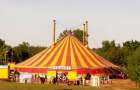 В Бахмуте продолжают борьбу за цирк без животных