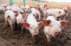С начала года в стране участились случаи чумы свиней