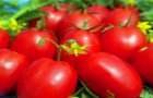 Как простыми способами повысить урожайность томатов