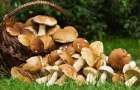 Три случая отравления грибами зарегистрировали в Дружковке