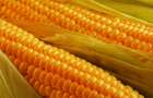 Китай будет приобретать  украинскую кукурузу